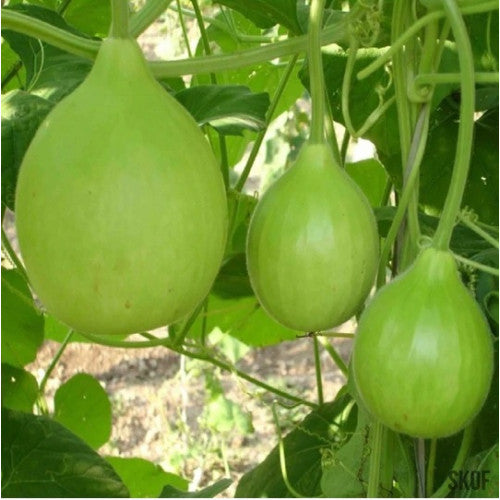 Cocoyam (Pidalu) [ पिडालु, कच्चु ]