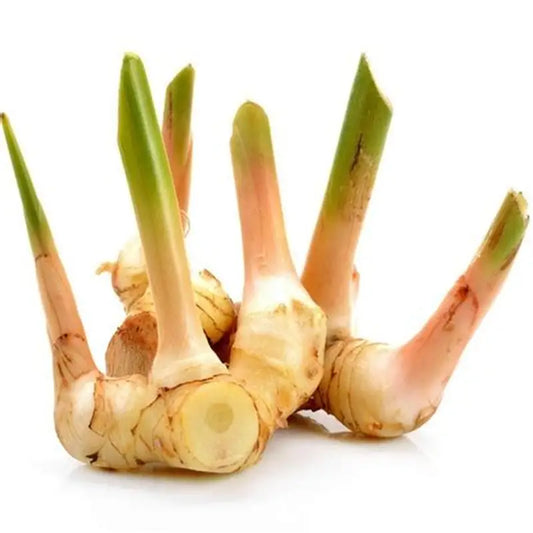 Thai Ginger (Alpinia Galanga)