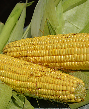 Green Maize [ Hariyo Makai ] हरियो मकै 1 Piece