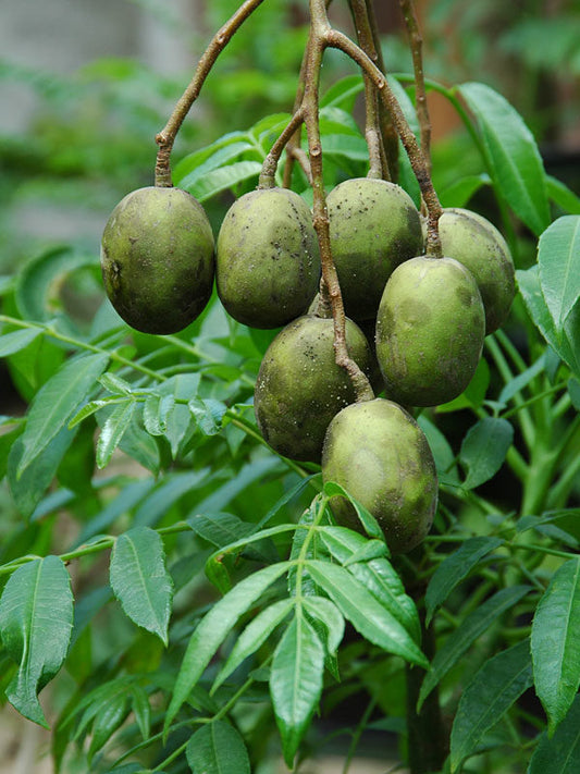 Lapsi [लप्सी]