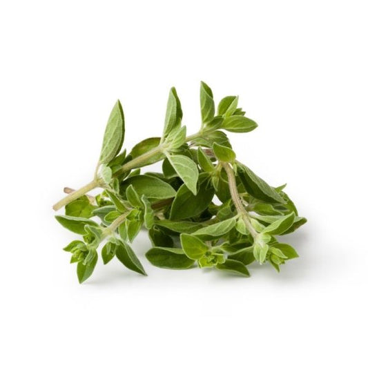 Oregano [Mutha]