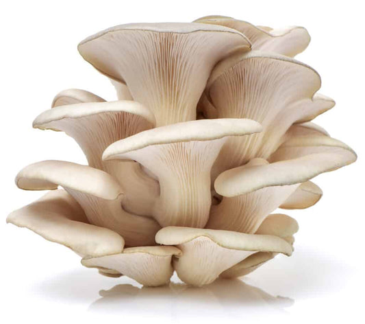 Oyster mushroom    [ पाते च्याउ]