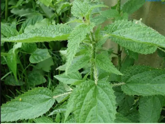 Stinging Nettle Sisnu [ सिस्नु ]