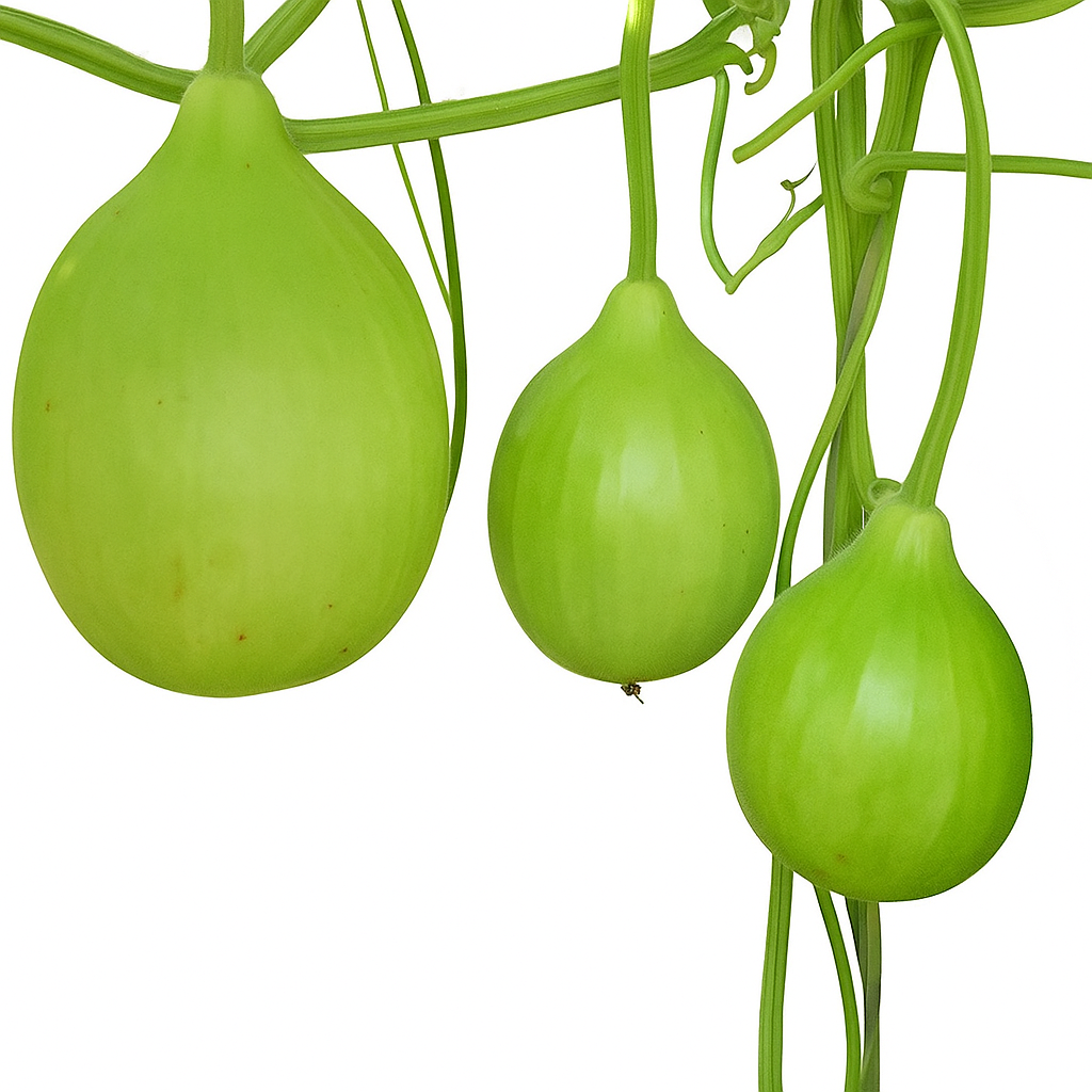 Cocoyam (Pidalu) [ पिडालु, कच्चु ]