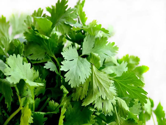 Coriander [धनीयाँ]