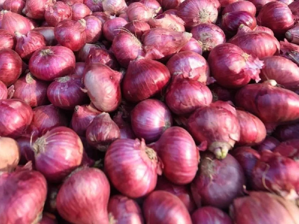 Onion [प्याँज]