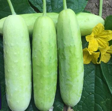 Local Cucumber [लोकल काँक्रो]