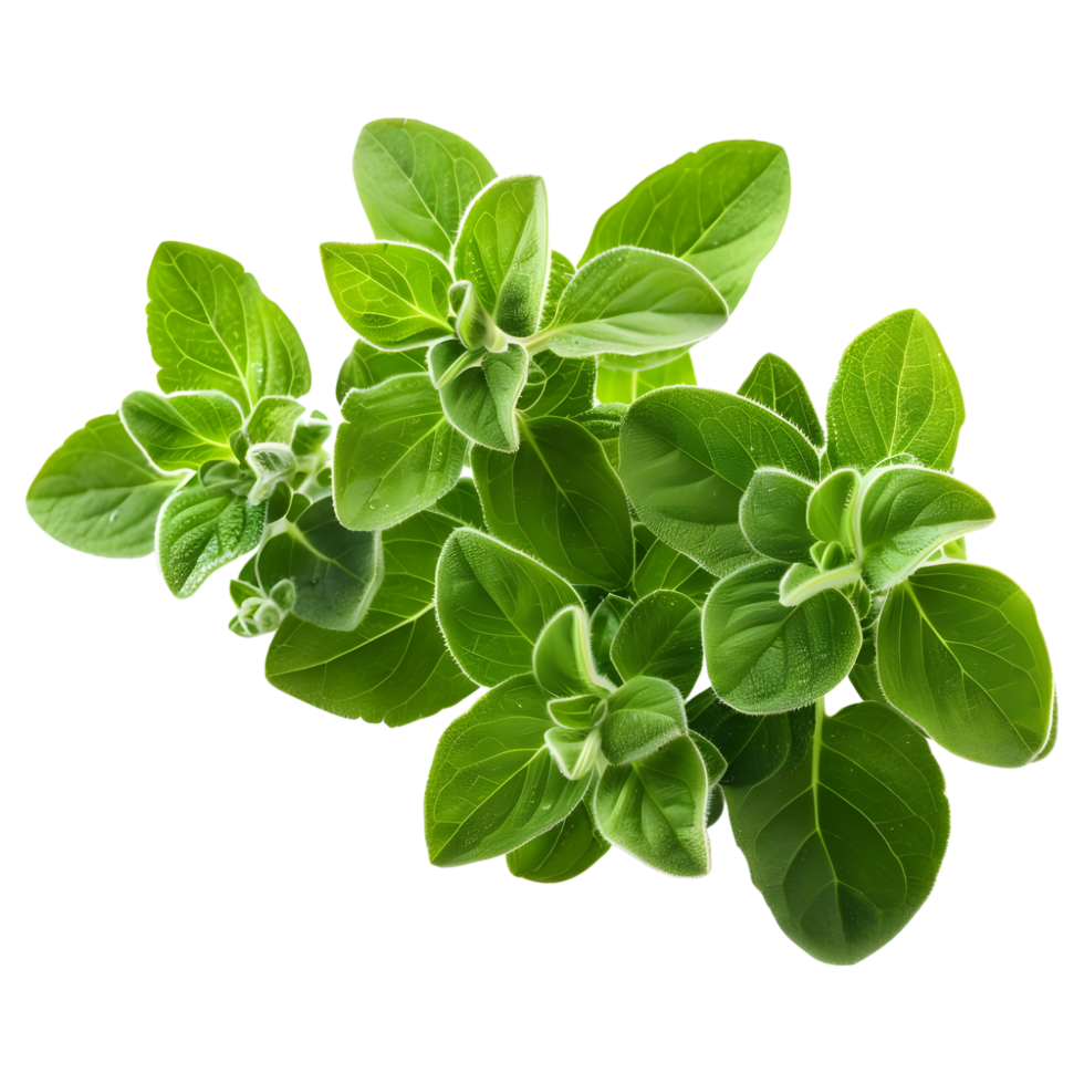Rosemary [Mutha]