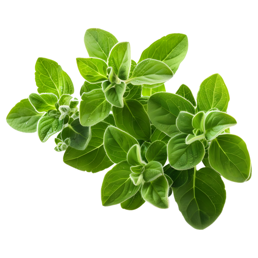 Rosemary [Mutha]